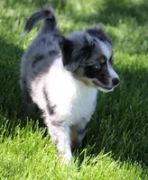 Shep blue merle with tail, a male Toy Australian Shepherd for sale in Crawford, CO – 4 of 7
