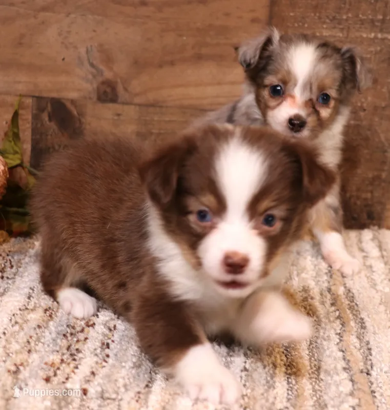 Juliann – Toy Australian Shepherd puppy for sale in Crawford, CO