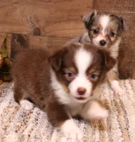 Juliann, a female Toy Australian Shepherd for sale in Crawford, CO – 1 of 9