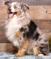 Flora red-tri, a female Toy Australian Shepherd for sale in Crawford, CO – 5 of 6