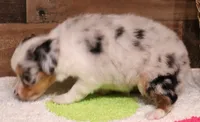 Candy blue merle Toy female, a female Toy Australian Shepherd for sale in Crawford, CO – 3 of 10