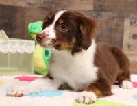 Captain red tri m, a male Toy Australian Shepherd for sale in Crawford, CO – Photo 4 of 5