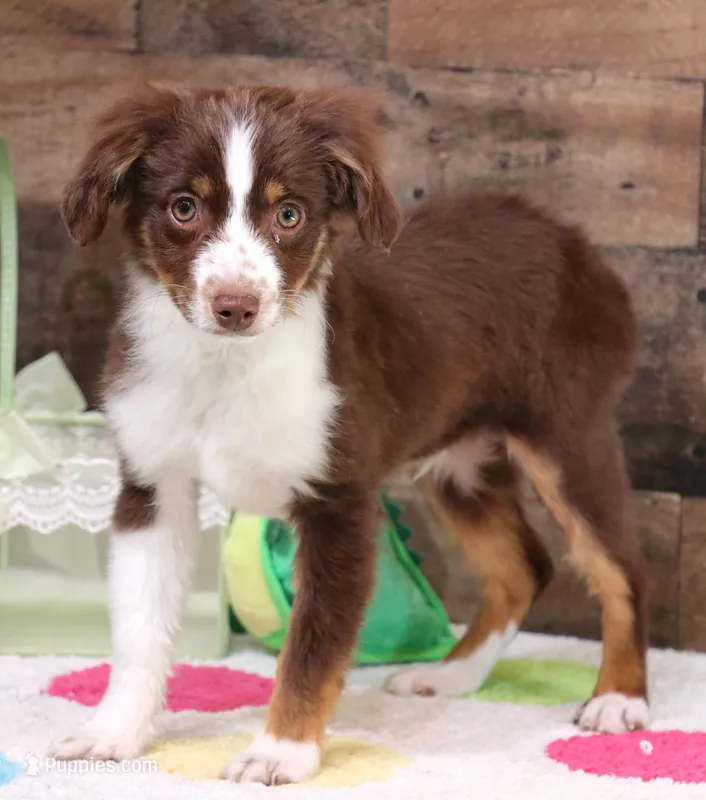 Captain red tri m – Toy Australian Shepherd puppy for sale in Crawford, CO