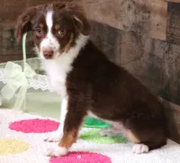 Captain red tri m, a male Toy Australian Shepherd for sale in Crawford, CO – Photo 2 of 5