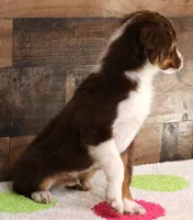 Captain red tri m, a male Toy Australian Shepherd for sale in Crawford, CO – Photo 3 of 5