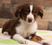 Captain red tri m, a male Toy Australian Shepherd for sale in Crawford, CO – Photo 5 of 5