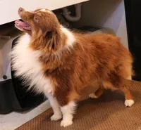 Grady red tri male, a male Toy Australian Shepherd for sale in Crawford, CO – Photo 3 of 5