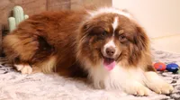 Grady red tri male, a male Toy Australian Shepherd for sale in Crawford, CO – Photo 2 of 5