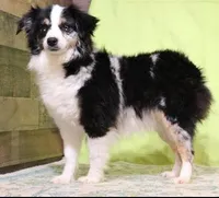 Grady red tri male, a male Toy Australian Shepherd for sale in Crawford, CO – Photo 4 of 5