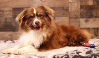 Grady red tri male, a male Toy Australian Shepherd for sale in Crawford, CO – Photo 1 of 5