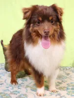 Grady red tri male, a male Toy Australian Shepherd for sale in Crawford, CO – Photo 5 of 5