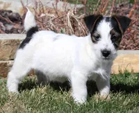 Warren is a shorty, a male Jack Russell Terrier for sale in Crawford, CO – Photo 3 of 5