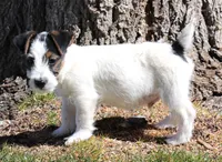 Warren is a shorty, a male Jack Russell Terrier for sale in Crawford, CO – Photo 2 of 5