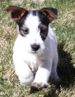 Warren is a shorty, a male Jack Russell Terrier for sale in Crawford, CO – Photo 1 of 5