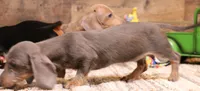 Sparrow blue/tan wirehair, a female Miniature Dachshund for sale in Crawford, CO – 5 of 10