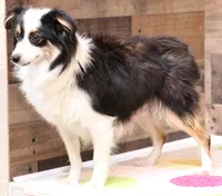 Lily black-tri Toy f, a female Toy Australian Shepherd for sale in Crawford, CO – 4 of 5
