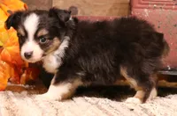 Luna black-tri f, a female Toy Australian Shepherd for sale in Crawford, CO – 7 of 7