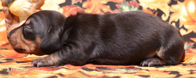 Watson black/tan smooth – Miniature Dachshund puppy for sale in Crawford, CO