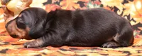 Watson black/tan smooth, a male Miniature Dachshund for sale in Crawford, CO – 1 of 5