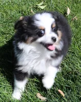 Tessa, a female Toy Australian Shepherd for sale in Crawford, CO – 4 of 9