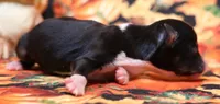 Cheri smallest black tri, a female Toy Australian Shepherd for sale in Crawford, CO – 2 of 4