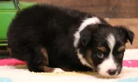 Colt, a male Toy Australian Shepherd for sale in Crawford, CO – 2 of 6