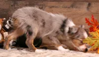 Jade blue merle f, a female Toy Australian Shepherd for sale in Crawford, CO – 3 of 6