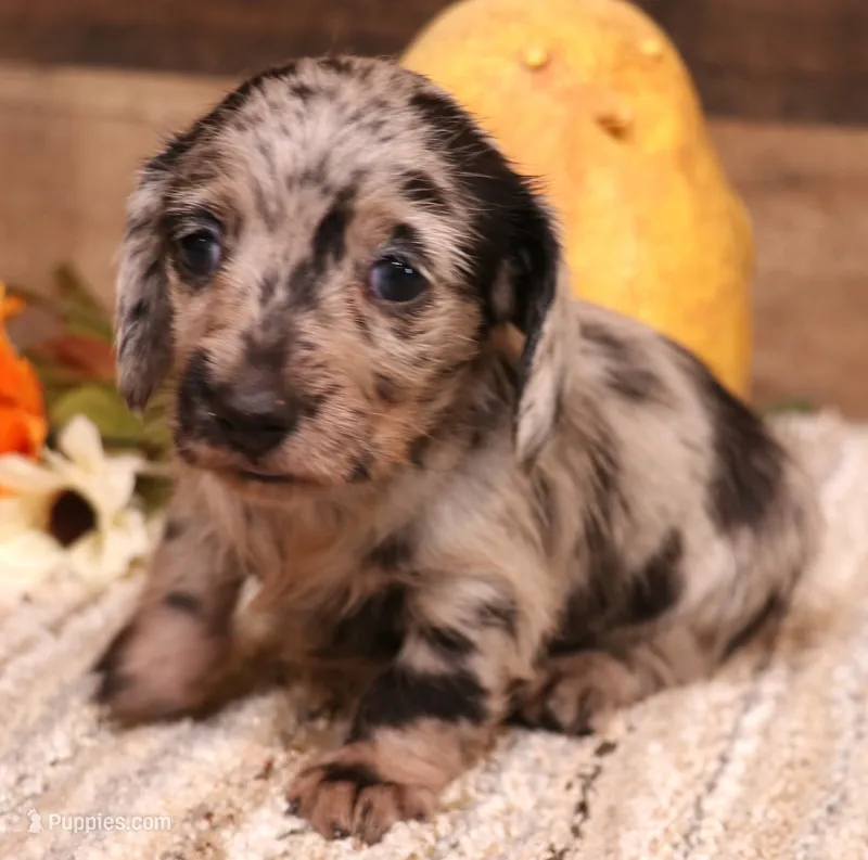 Bubbles silver/black/tan dapple wirehair f – Miniature Dachshund puppy for sale in Crawford, CO