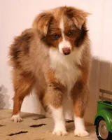 Jean blue/tan/white, a female Toy Australian Shepherd for sale in Crawford, CO – 5 of 5