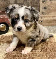 Shep blue merle with tail, a male Toy Australian Shepherd for sale in Crawford, CO – 6 of 7