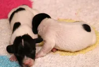 Peterson black/tan pied smooth m, a male Miniature Dachshund for sale in Crawford, CO – 3 of 5