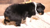 Rue , a female Toy Australian Shepherd for sale in Crawford, CO – 9 of 9