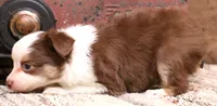 Leo red-tri Toy Aussie, a male Toy Australian Shepherd for sale in Crawford, CO – 8 of 9