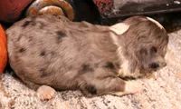 Inka blue merle f, a female Toy Australian Shepherd for sale in Crawford, CO – 2 of 5
