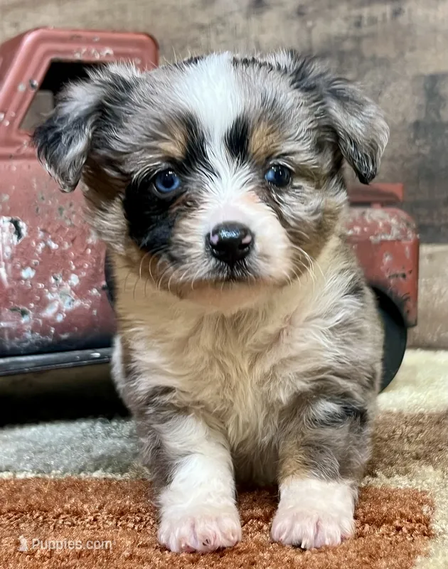 Shep blue merle with tail – Toy Australian Shepherd puppy for sale in Crawford, CO
