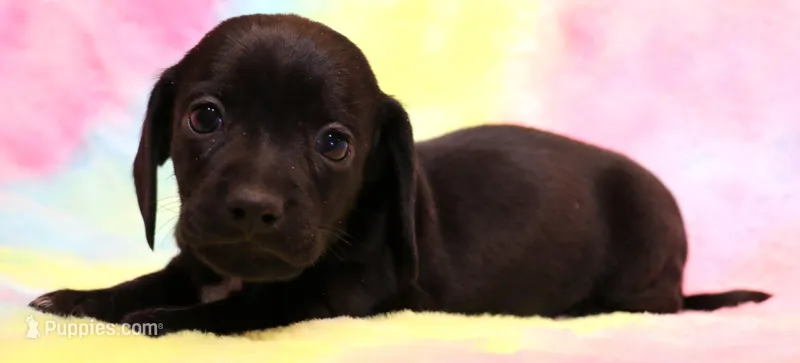 Charlie – Miniature Dachshund puppy for sale in Crawford, CO