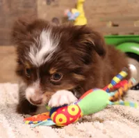 Spencer red-tri Toy male, a male Toy Australian Shepherd for sale in Crawford, CO – 2 of 4