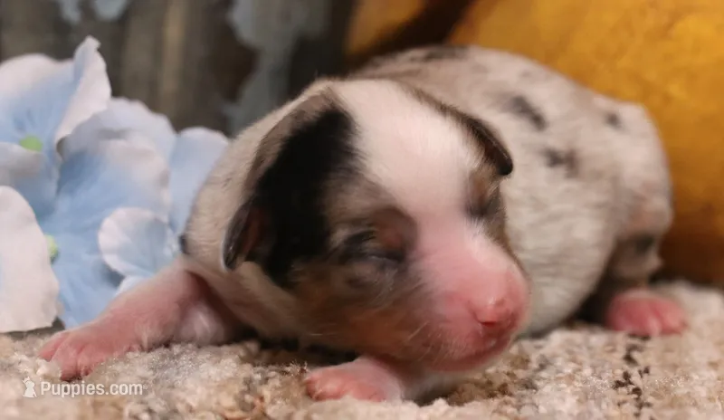 Candy blue merle Toy female – Toy Australian Shepherd puppy for sale in Crawford, CO