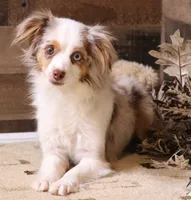 Lucy mismark blue merle, a female Toy Australian Shepherd for sale in Crawford, CO – 5 of 6