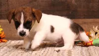 Rex is a shorty, a male Jack Russell Terrier for sale in Crawford, CO – 3 of 6
