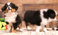Twila, a female Toy Australian Shepherd for sale in Crawford, CO – 3 of 10