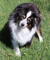 Jean blue/tan/white, a female Toy Australian Shepherd for sale in Crawford, CO – 4 of 5