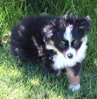 Twila, a female Toy Australian Shepherd for sale in Crawford, CO – 6 of 10