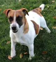 Wayne is a Shorty, a male Jack Russell Terrier for sale in Crawford, CO – Photo 4 of 6