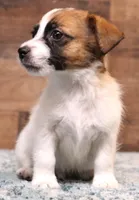 Wayne is a Shorty, a male Jack Russell Terrier for sale in Crawford, CO – Photo 3 of 6