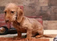 Bentley red wirehair, a male Miniature Dachshund for sale in Crawford, CO – Photo 3 of 7