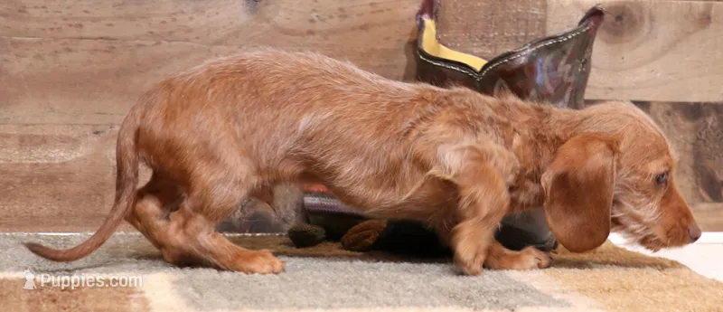 Bentley red wirehair – Miniature Dachshund puppy for sale in Crawford, CO