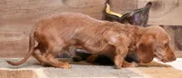 Bentley red wirehair, a male Miniature Dachshund for sale in Crawford, CO – Photo 1 of 7