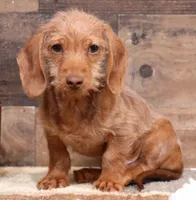 Bentley red wirehair, a male Miniature Dachshund for sale in Crawford, CO – Photo 2 of 7