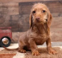Bentley red wirehair, a male Miniature Dachshund for sale in Crawford, CO – Photo 4 of 7